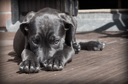 Helping Dogs to Be Calm When Separated from the Family