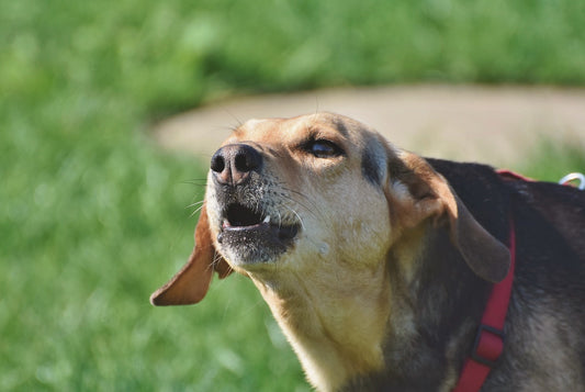 How to Handle Reactivity in Dogs with Positive Reinforcement