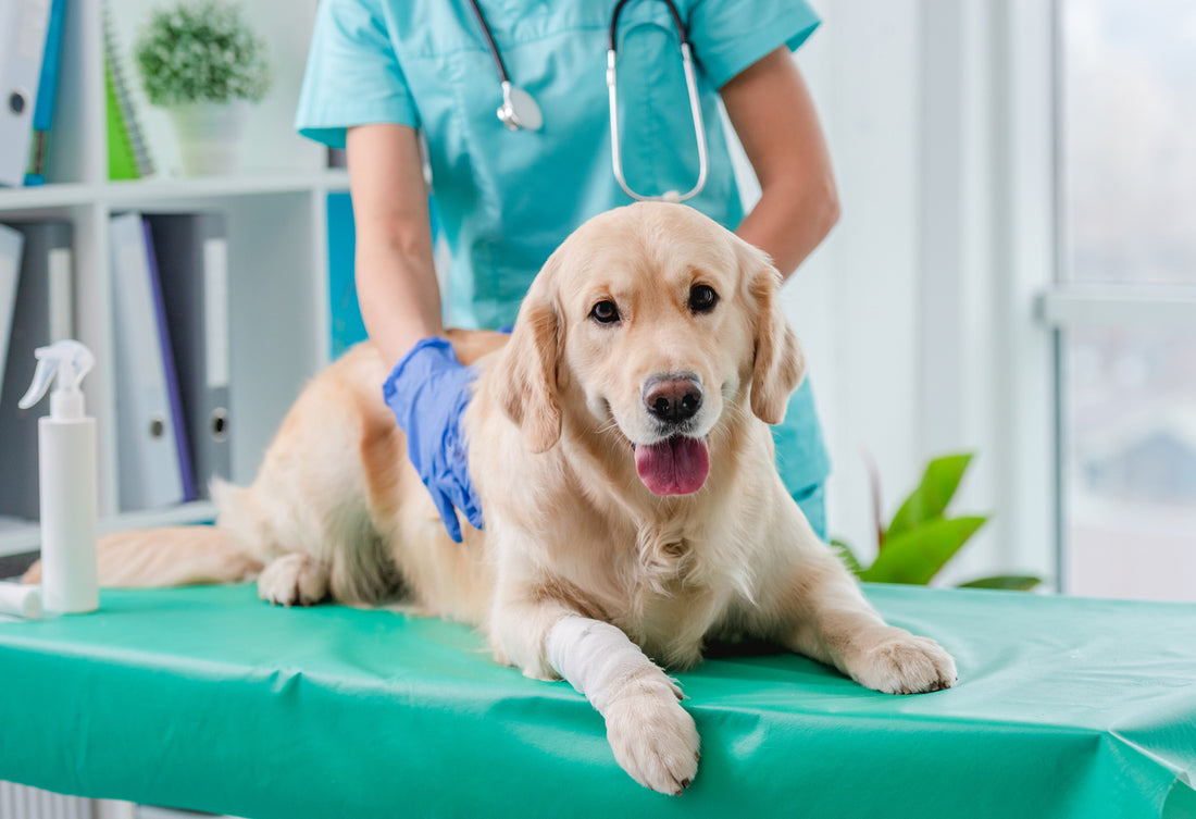 The Role and Benefits of Behaviour Veterinarians in Australia