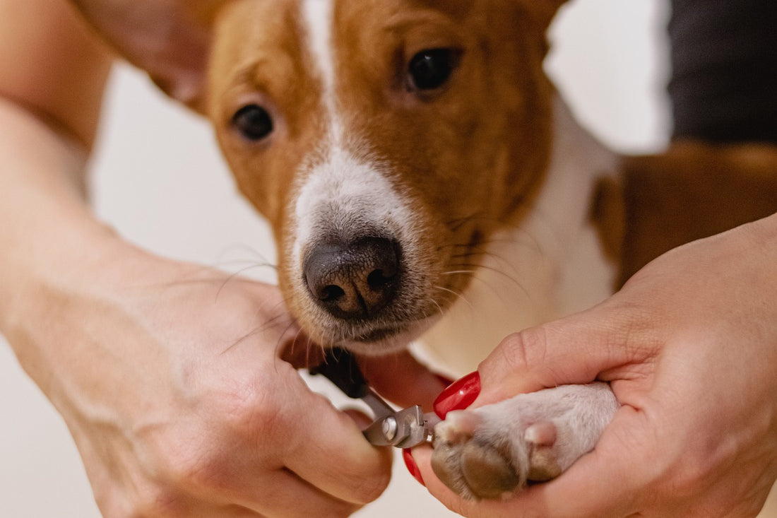 The Importance of Consent-Based Handling for Dogs